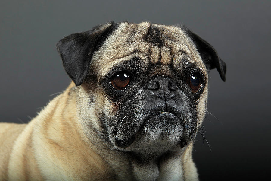 Wrinkles, Worried Pug Photograph by Mlorenzphotography