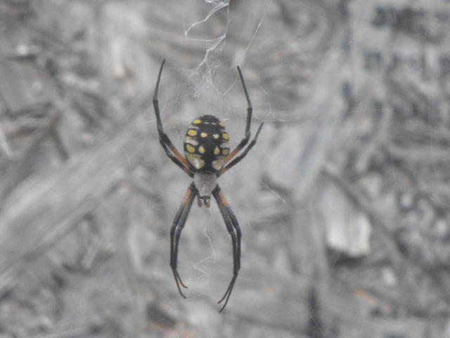 Spider Photograph - Writer by Kristina Davis
