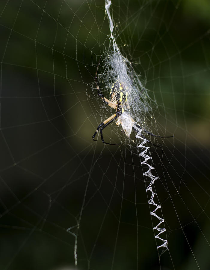Writing Spider Photograph by Heather Applegate