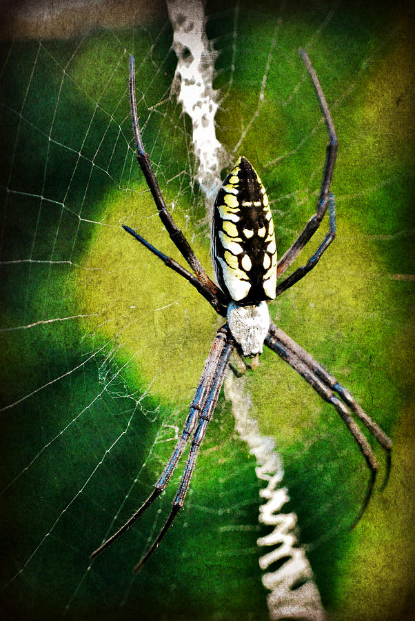 Writing Spider Photograph by Kelly Nowak