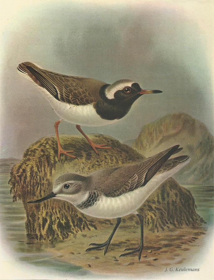 John James Audubon Painting - Wrybill and Shore Plover by Dreyer Wildlife Print Collections 
