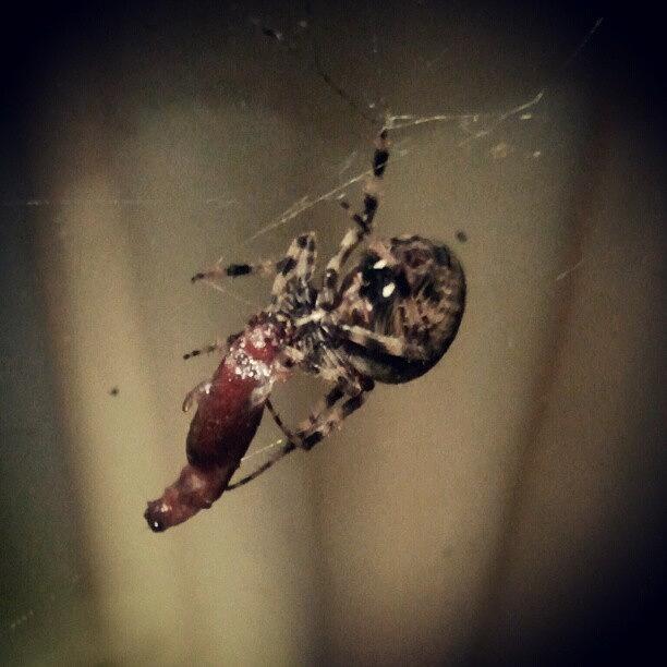 Spider Photograph - Wtf Was This In My #window!  It Was by Tracy Hager