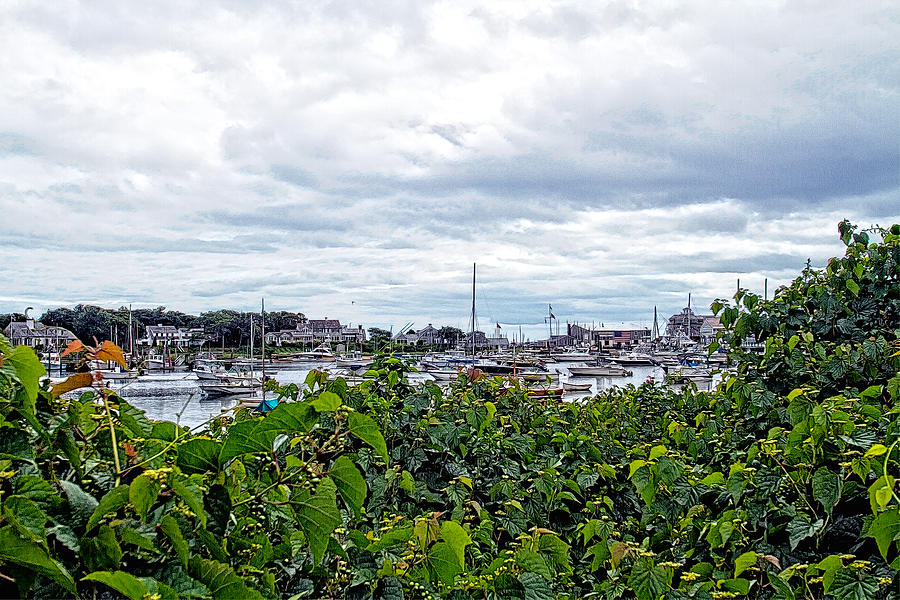 Wychmere Harbor Through The Vines Photograph by Constantine Gregory