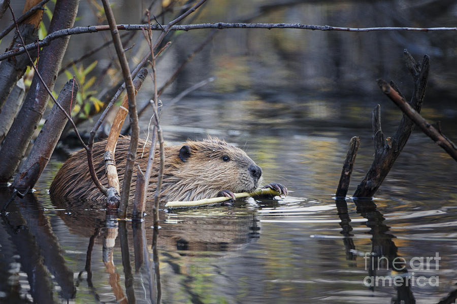Wyoming Beaver Photograph by Ronald Lutz