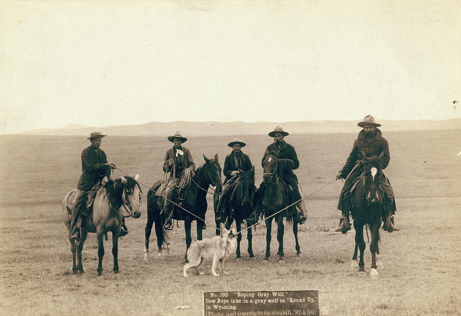 Wyoming Cowboys, 1887 Photograph by Granger