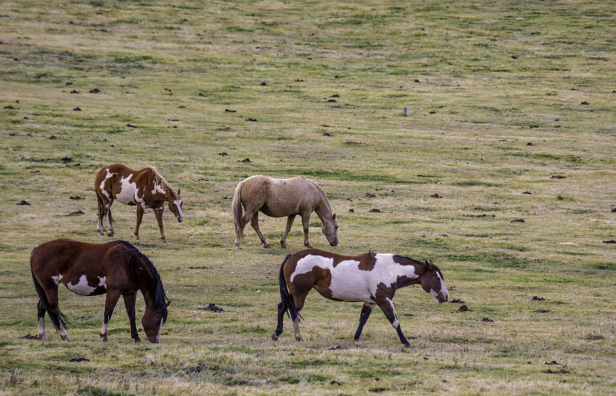 Wyoming Horses Photograph by Carolyn Fox | Fine Art America