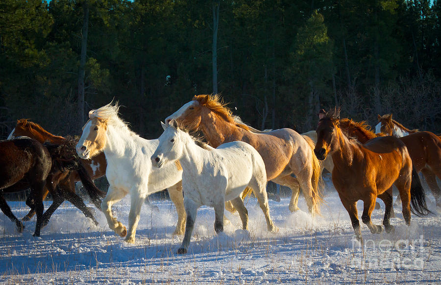 Wyoming Horses Photograph by Inge Johnsson