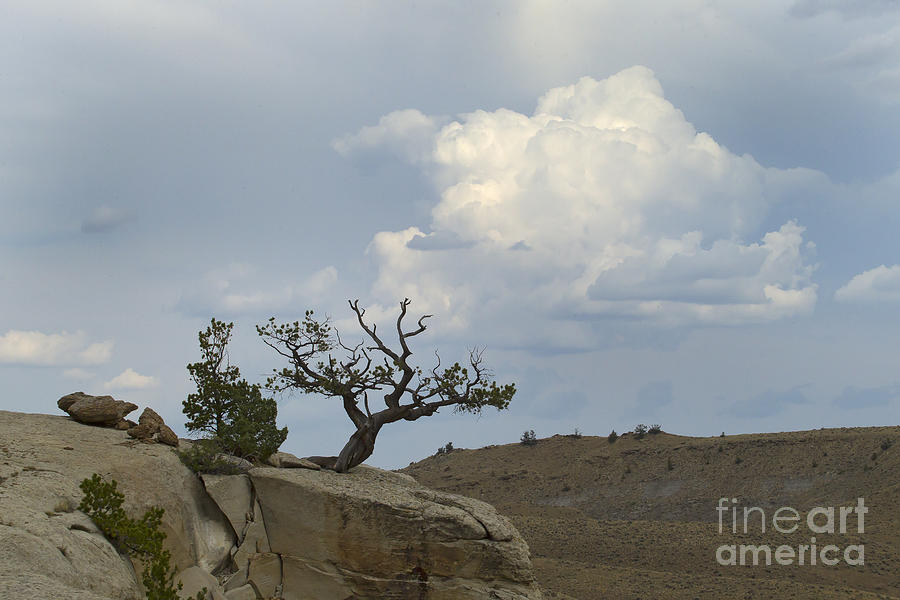 Wyoming Juniper   #8525 Photograph by J L Woody Wooden