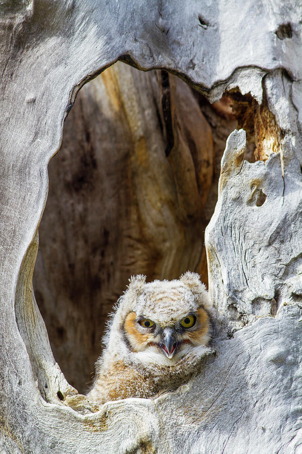 Owl Photograph - Wyoming, Lincoln County, Great Horned by Elizabeth Boehm