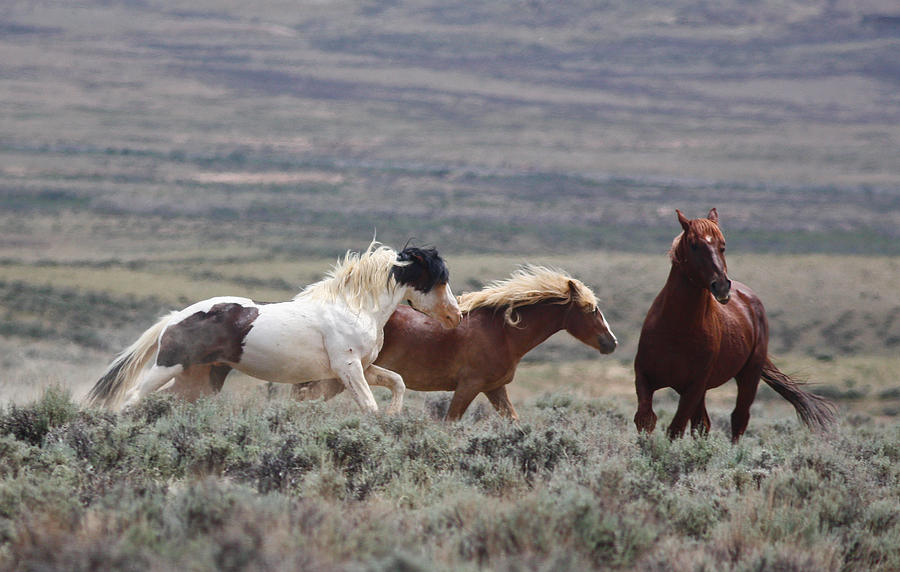 Wyoming Mustangs Photograph by Jean Clark