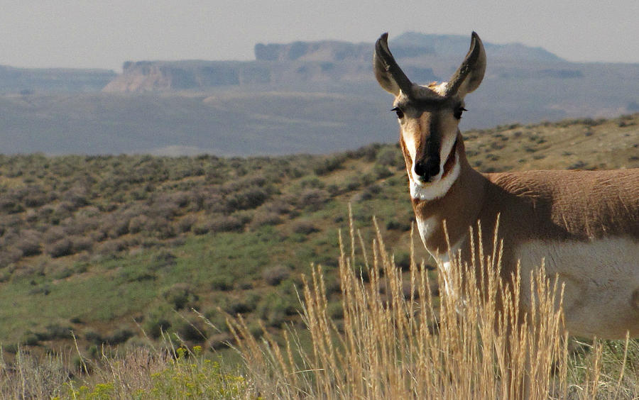 Wyoming Pronghorn Photograph