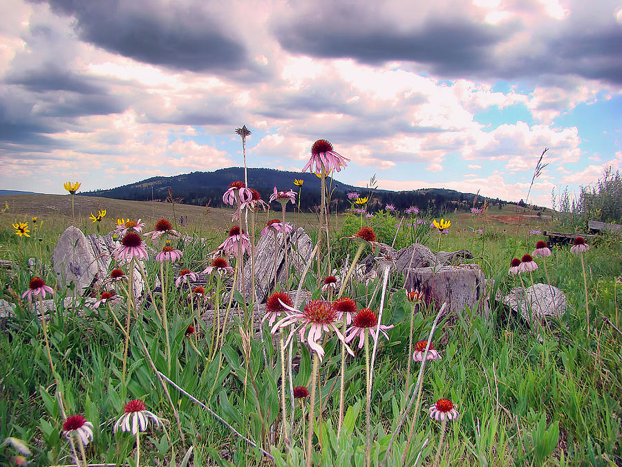 Wyoming Coneflowers Photograph by Cathy Anderson