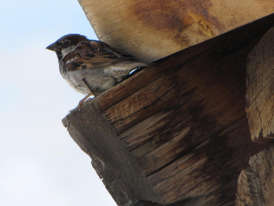 Wyoming Sparrow Photograph by Patsy Moody - Fine Art America