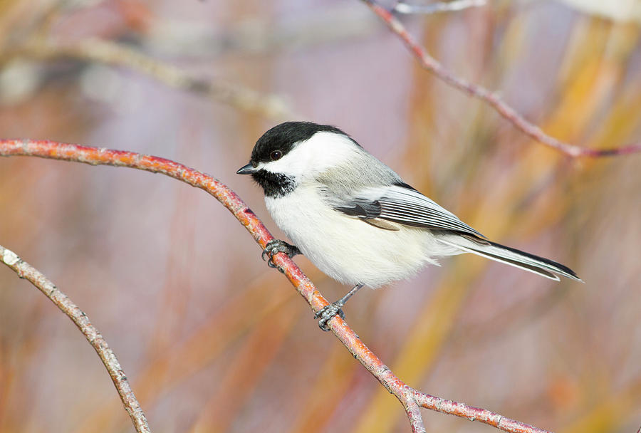 Chickadee Photograph - Wyoming, Sublette County, Black-capped by Elizabeth Boehm