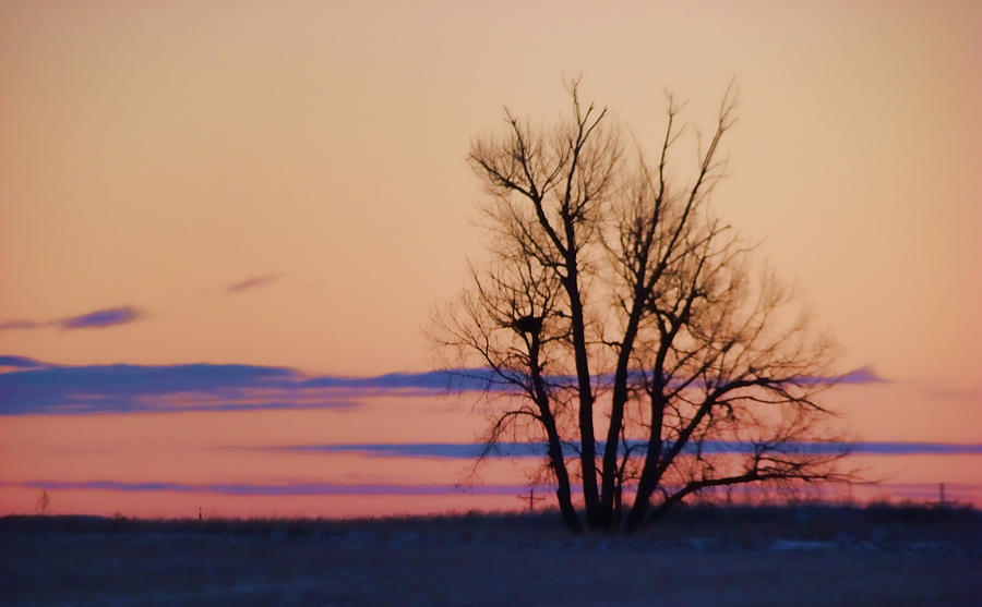 Wyoming Tree Photograph by Cathy Anderson