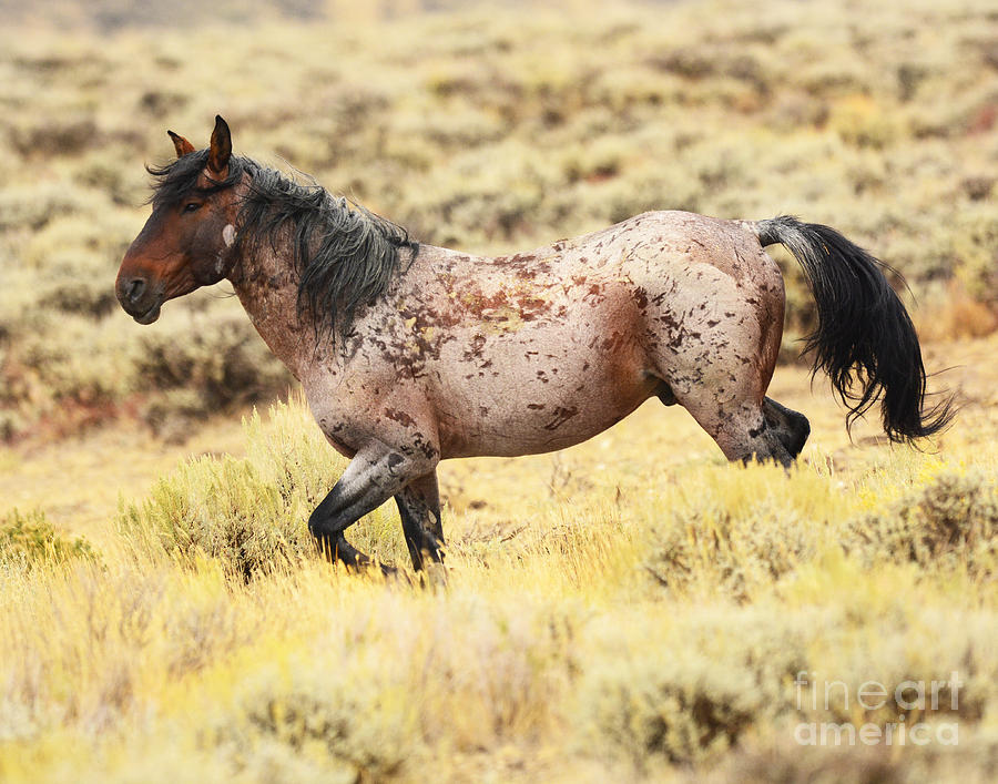 Wyoming Wild Stallion Photograph by Dennis Hammer