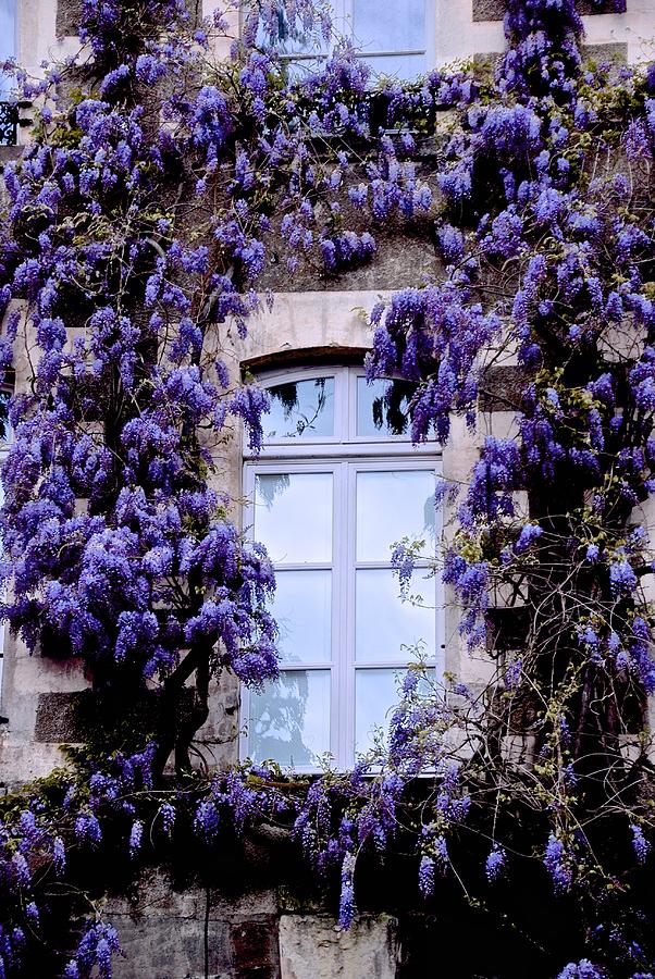 Wysteria Window Frame Photograph by Eric Tressler