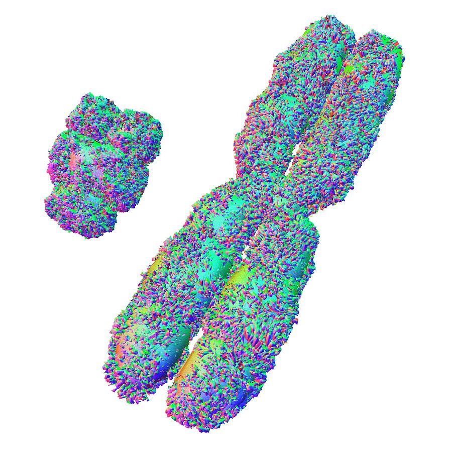 Chromatids Photograph - X And Y Chromosome by Alfred Pasieka