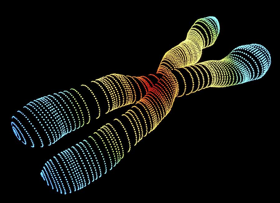 Sex Chromosome Photograph - X Chromosome by Alfred Pasieka/science Photo Library