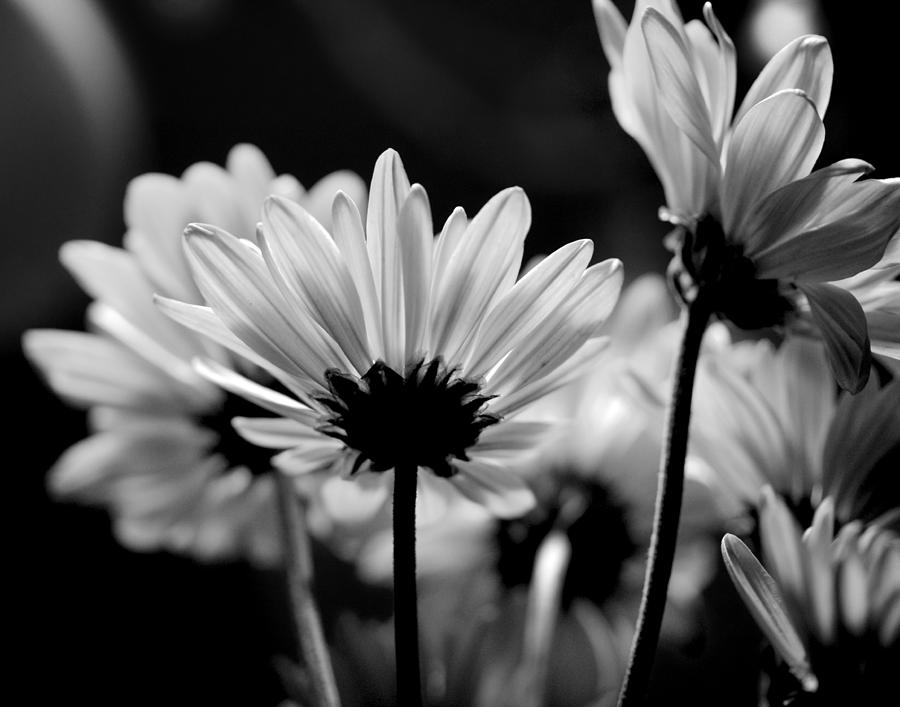 X-Ray Flowers Photograph by Jennifer Lamanca Kaufman | Fine Art America