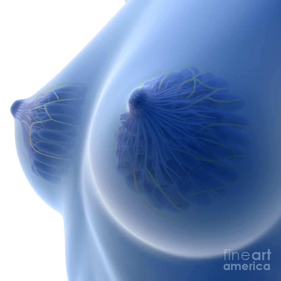 X-ray Image Of Female Breast Anatomy Digital Art by Stocktrek Images
