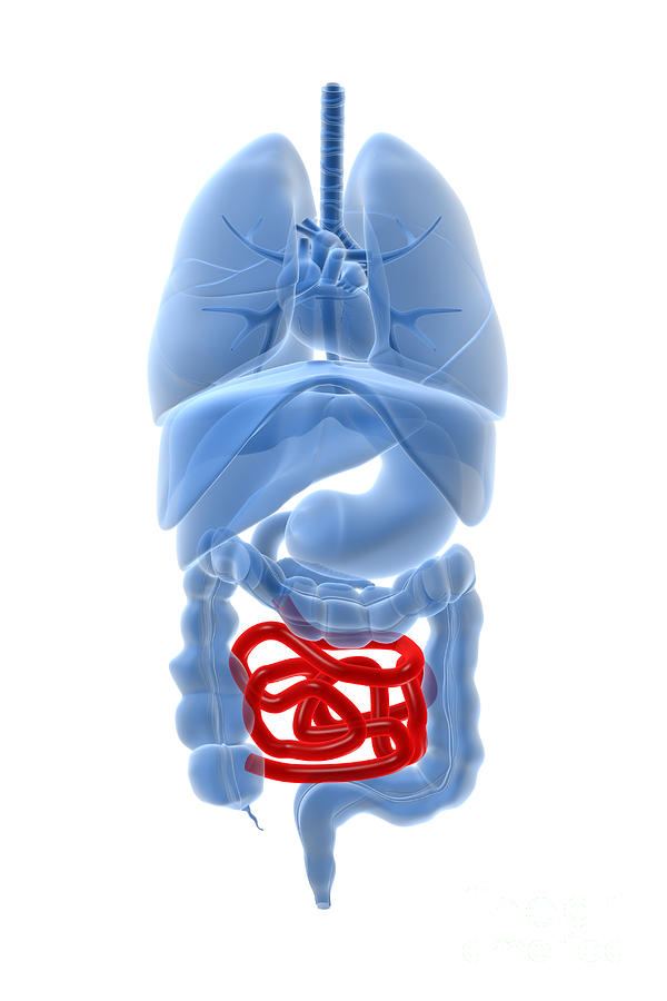 X-ray Image Of Internal Organs Digital Art by Stocktrek Images