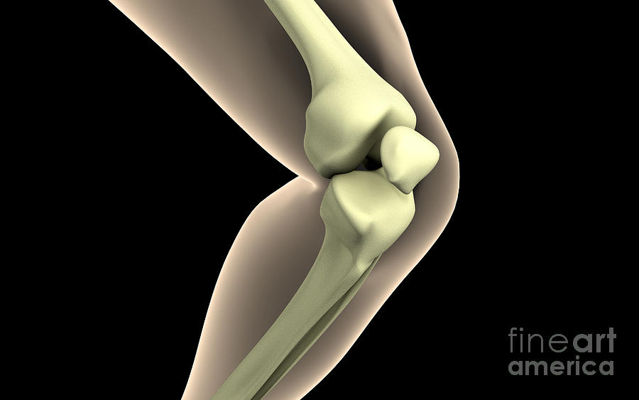 Anatomy Digital Art - X-ray Image Of Knee by Stocktrek Images