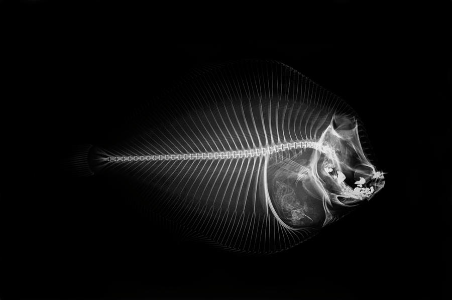 X-ray Of A Flounder Fish Against Black Photograph by Mike Hill