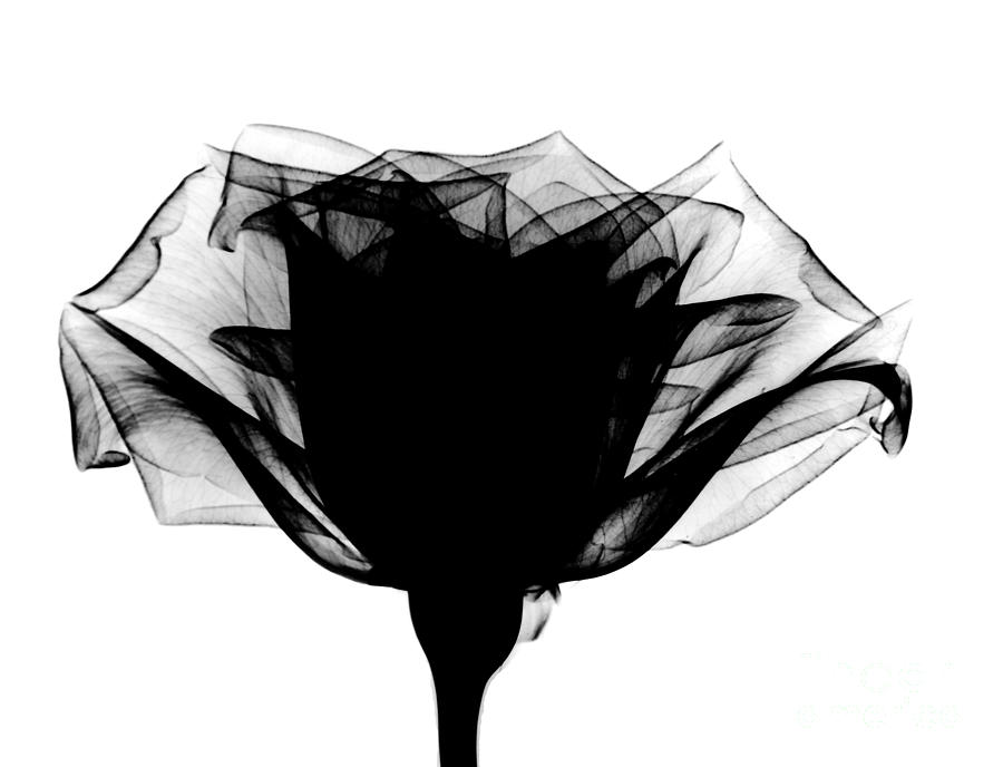 X-ray Of A Rose Photograph by Bert Myers