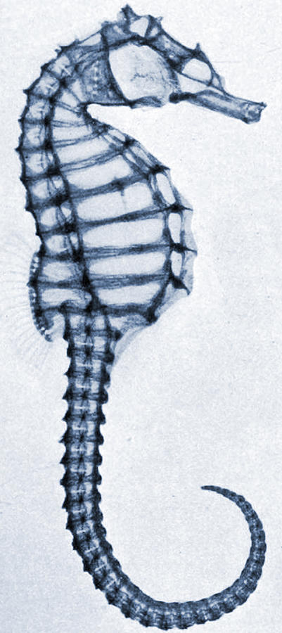 Animal Drawing - X Ray of a Seahorse by American School