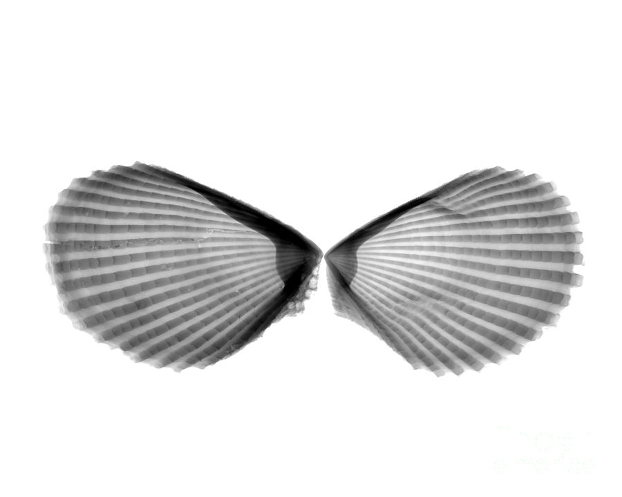 X-ray Of Angel Wing Shells Photograph by Bert Myers