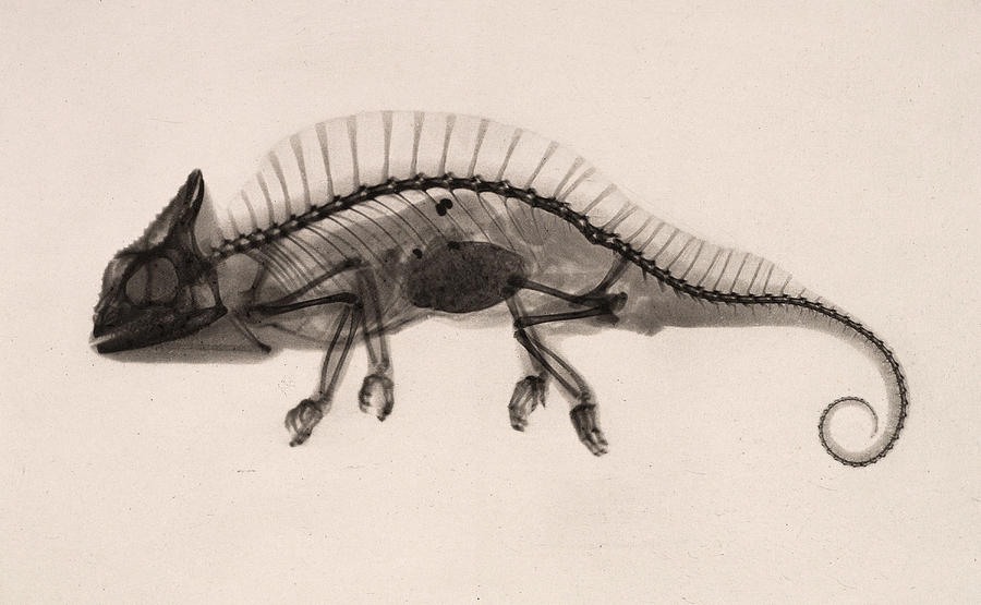 X-ray Of Crested Chameleon, 1896 Photograph by Metropolitan Museum of Art