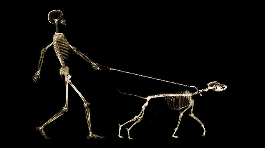 X-ray of dog on leash pulling master Photograph by Digital Vision.