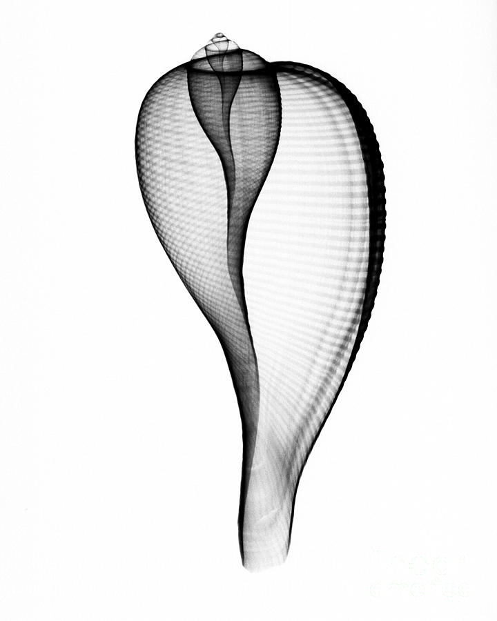 X-ray Of Fig Shell Photograph by Bert Myers