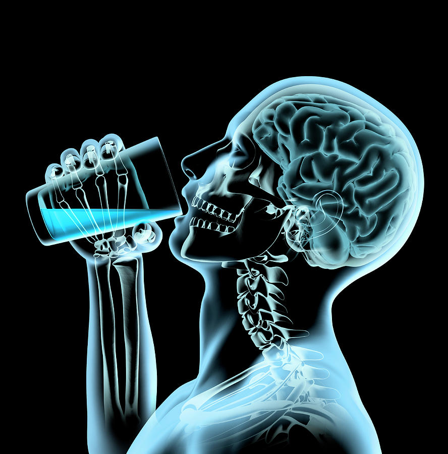 X-ray Of Man And Brain Drinking Photograph by Ikon Ikon Images