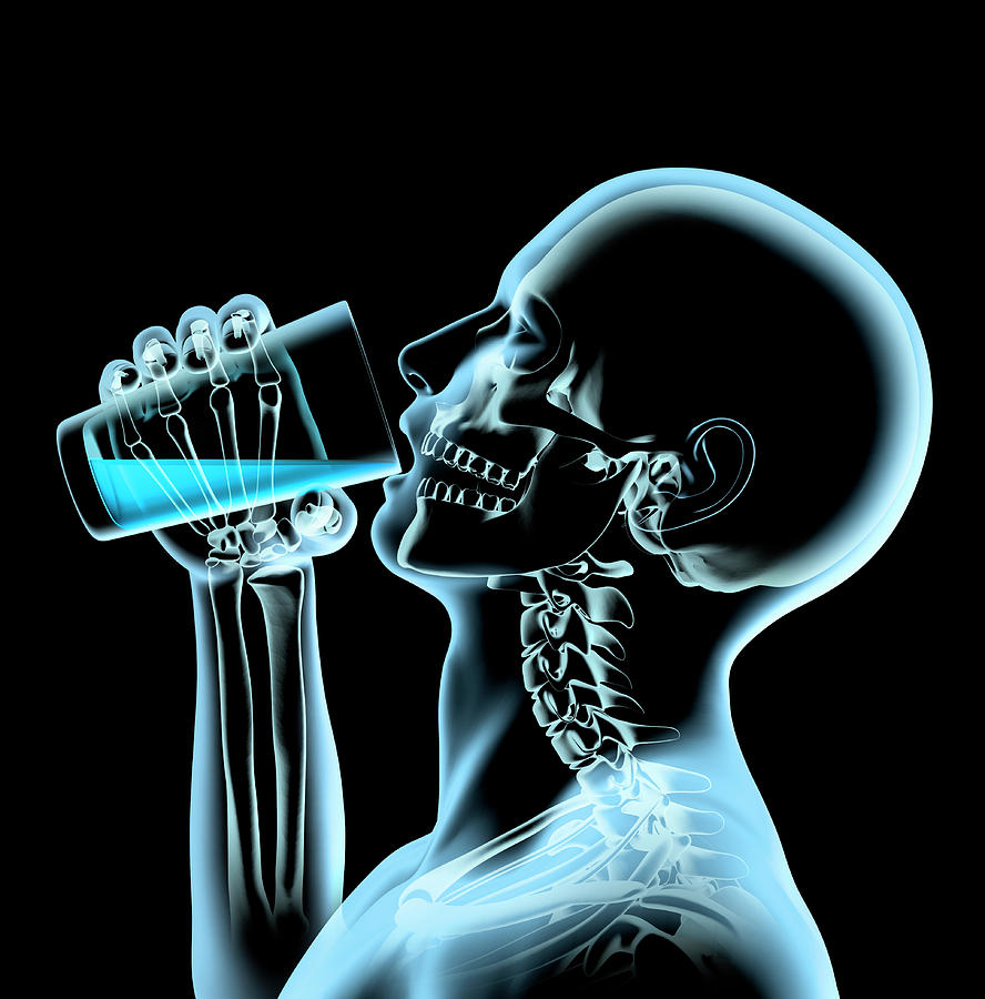 X-ray Of Man Drinking From Glass Photograph by Ikon Ikon Images