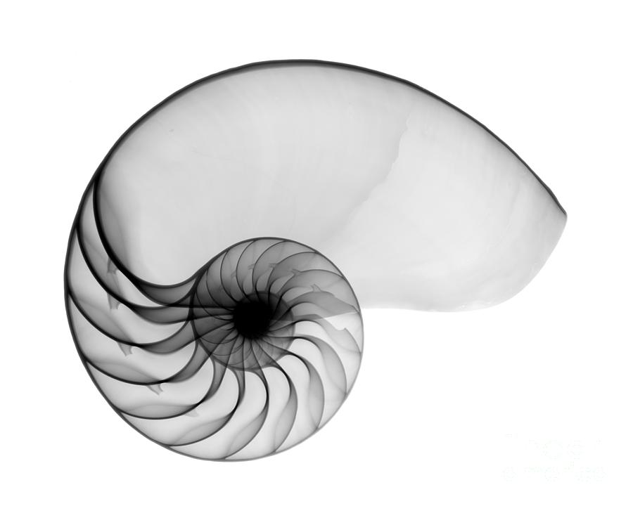 X-ray Of Nautilus Photograph by Bert Myers