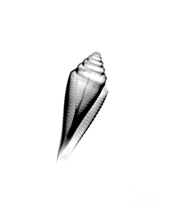 X-ray Of Orbignys Cone Photograph by Bert Myers