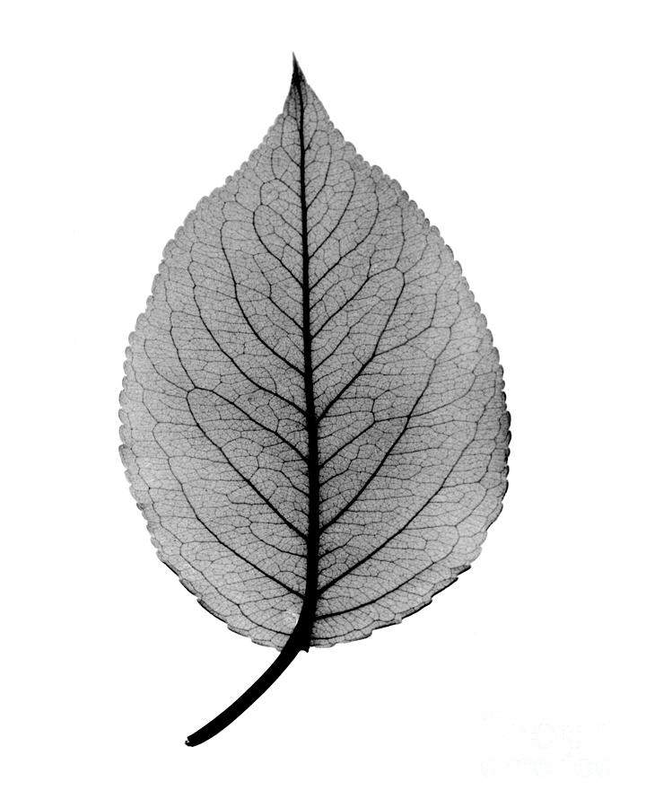 X Ray Of Pear Leaf Photograph By Bert Myers