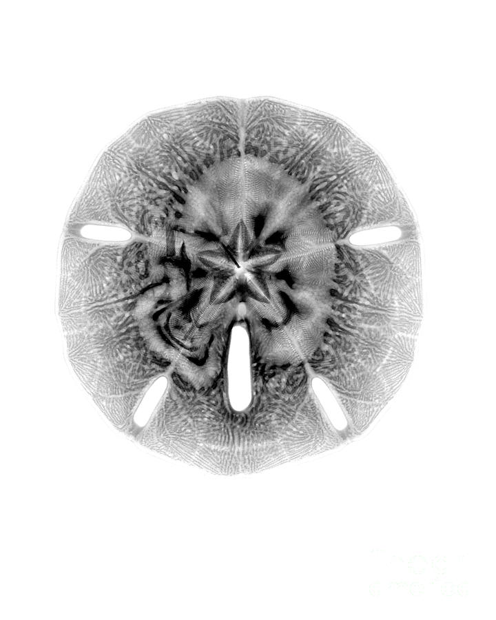 X-ray Of Sand Dollar Photograph by Bert Myers