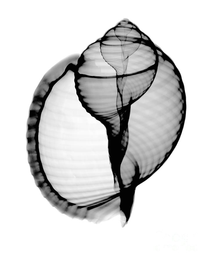 Shell Photograph - X-ray Of Scotch Bonnet by Bert Myers