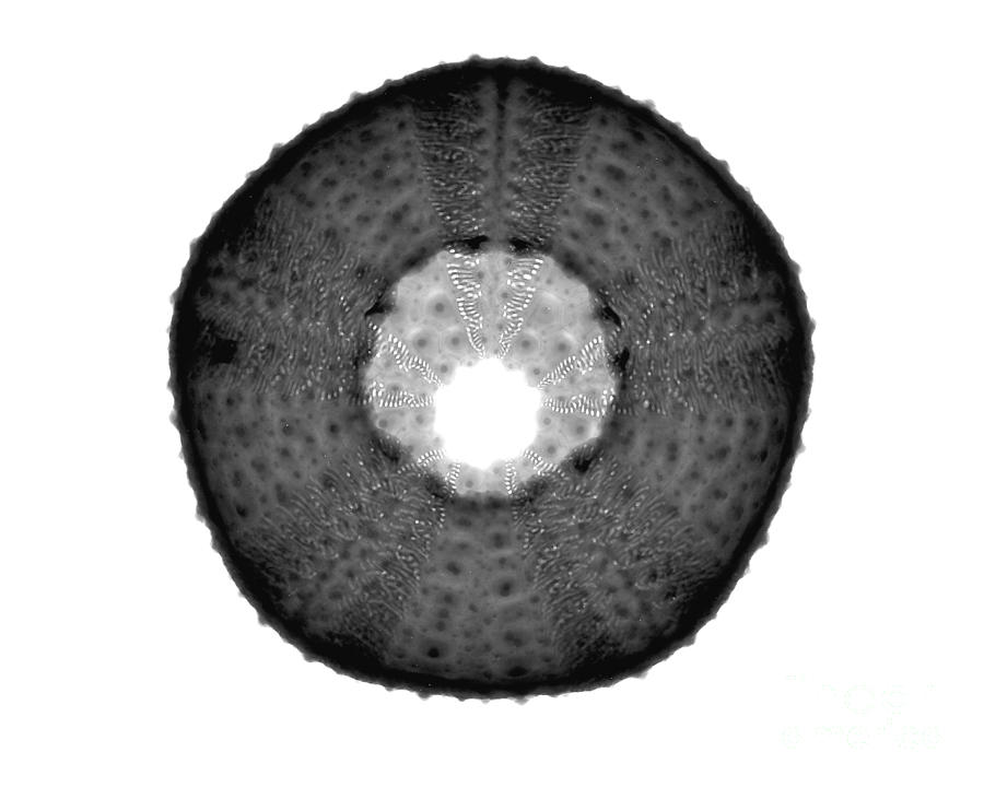 X-ray Of Sea Urchin Photograph by Bert Myers