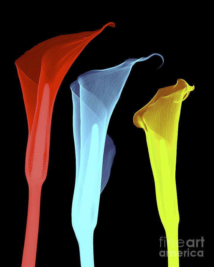 Flower Photograph - X-ray Of Three Lilies by Bert Myers