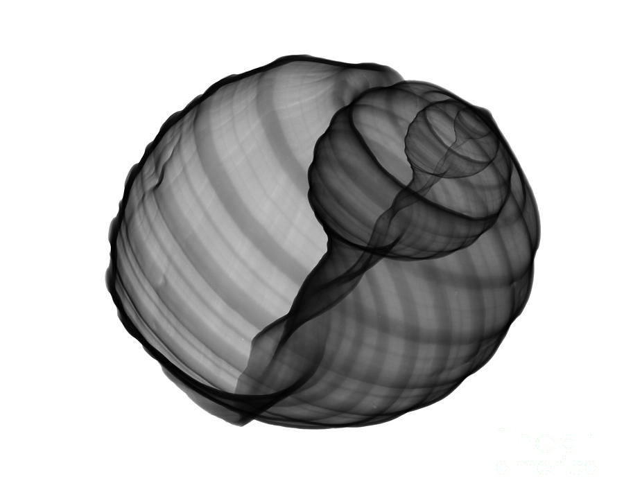 Shell Photograph - X-ray Of Tun Shell by Bert Myers