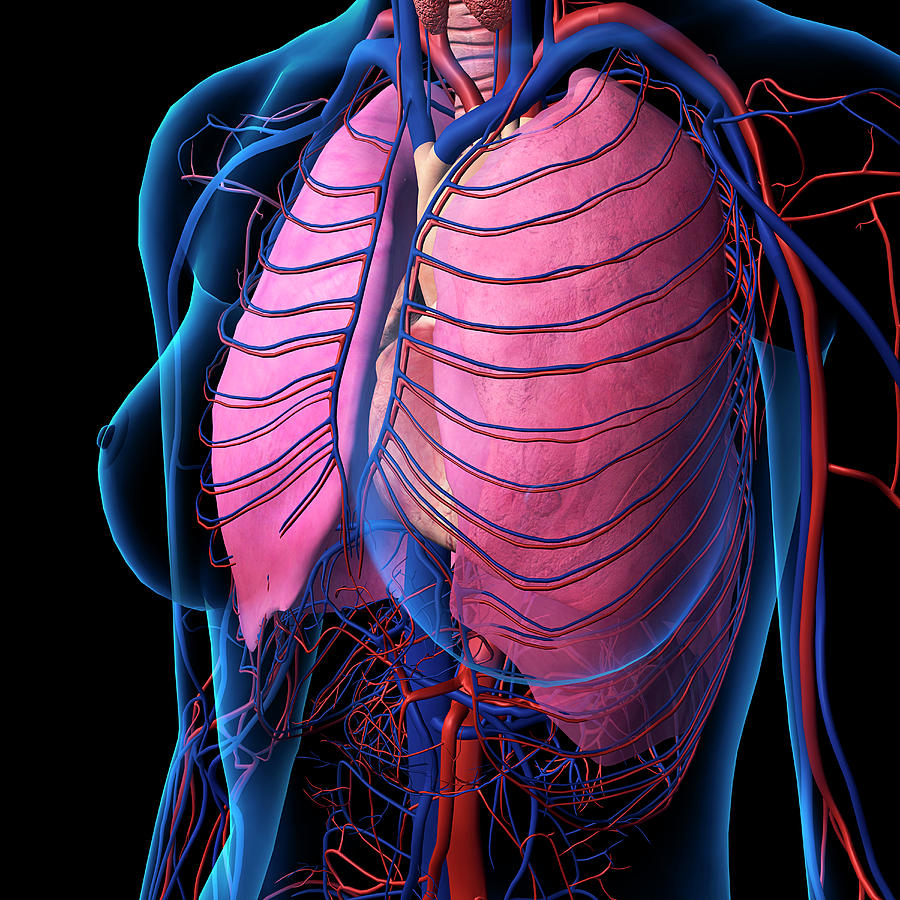 Diagram Of Chest Heart Wiring Diagram Raw
