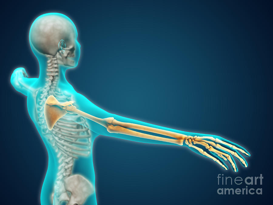 https://images.fineartamerica.com/images-medium-large-5/x-ray-view-of-human-body-showing-stocktrek-images.jpg