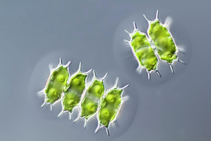 Nature Photograph - Xanthidium Antilopaeum Green Alga by Gerd Guenther