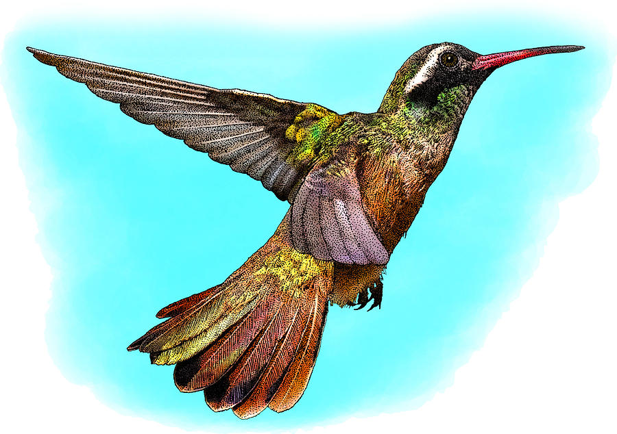 Xantuss Hummingbird, Illustration Photograph by Roger Hall