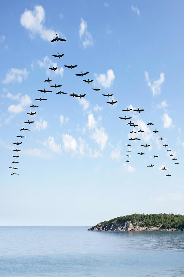 XL flying flock of geese Photograph by Sharply_done