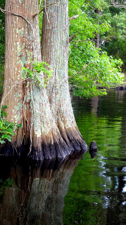XL North Carolina Bald Cypress Water Photograph by Katy Hawk